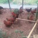 멍청이농장 이미지