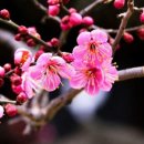 보길면-1 이미지