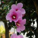 화성무궁화 이미지