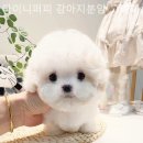 타이니퍼피 강아지분양 고양이분양 서울송파 이미지