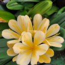 블러쉬드 이미지