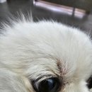 홍경태동물의료원 이미지