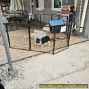 주주팜 | 조카들과 함께하는 동물 농장 체험후기 여주주주팜! 먹이무제한 동물교감프로그램