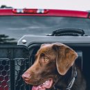 네모강아지 이미지