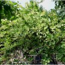 초원의집 이미지