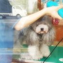 킴스애견미용실 이미지