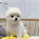 여수죽림동물병원 애견미용실 이미지