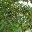 와동농장 이미지