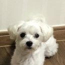 대왕암엘크루아파트 이미지