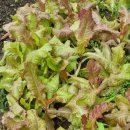 불로식당 이미지