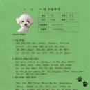 1519 | [#1519] 루루(우측 고관절 대퇴골두 절제술)의 수술후기
