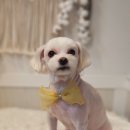 꽃보다개냥 이미지