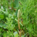 쇠뜨기 풀의 효능 이미지