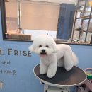 LIKE FRISE 이미지