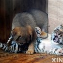 하룻강아지 이미지