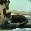 피자알볼로 신영통점 이미지