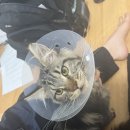 고양이미용 우다다냥 이미지