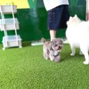 돈워리독 | 유치원, 구리애견카페, 다산애견카페 야외잔디운동장이 있는 구리최대규모 애견카페 :: 돈워리독 내돈내산