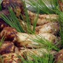 송이농장 | 6시내고향 영양 송이버섯 어수리 농장 정보 및 주문(청산에살리라)