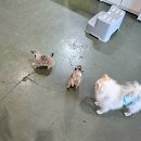 11개월 아기랑 가기 좋은곳 천안 실내 동물원 추천! 해피애니멀 방문 후기 (아기와 함께 나들이)