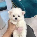 몽냥몽냥 강아지분양 일산점 이미지