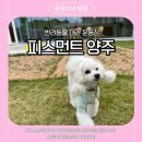 피스먼트 양주 강아지 대관 운동장 후기