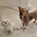 쿠이다르 이미지