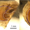 진주조개의 여름철 위축증(summer atrophy)의 원인 Pinctada birnavirus (PiBV) 이미지