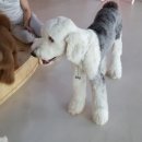 럽독(Luv Dog) 이미지