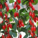 화수축산 이미지