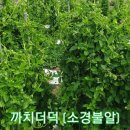 까치수퍼 이미지