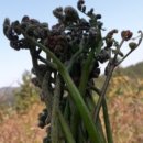 제주도 고비 이미지