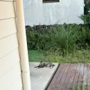 소롱코지 이미지