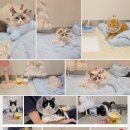 송동물병원 | 암컷 고양이 중성화 수술 비용｜분당 용인 P&amp;P 동물병원 후기