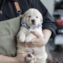 구산동 강아지 이미지