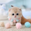 고양이를 사랑하는 남자 이미지