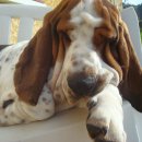 바셋하운드 이미지