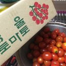 토마토상조