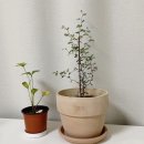 [충북 음성] 식린이의 음성 금왕 화훼 단지/ 이태리토분 구매 후기 :)