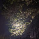 별빛회관 | 🌸 인천 수봉공원 별빛축제 후기 | 야경 데이트 & 야간 드라이브 명소 추천
