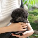 펫미리애견샵 이미지