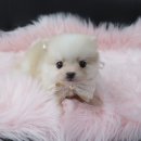 내품안의 반려견 김포점 이미지