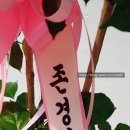 리즈데코&아로마 | 성북구 꽃집,한성대꽃집 페띠플라워]거실화분 녹보수 달항아리 돈나무 사무실 실내화초 공간 인테리어...