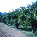 용마 농장 이미지