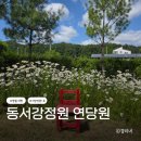 영월 아이랑 가볼만한곳 청령포 근처 입장료 무료 동서강정원 연당원 꽃축제