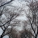 전남구례 벚꽃 2~3일후 만개(20230325) 이미지