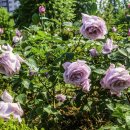 장미공원 화장실 이미지