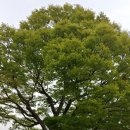 원주굽이길 원6코스 황효자길 이미지