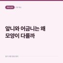 슬기로운 군산치과의원 | 앞니와 어금니는 왜 모양이 다를까, 치아마다 맡은 역할이 다르기 때문입니다