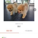 우쭈쭈플렉스 강아지 유치원 호텔 이미지